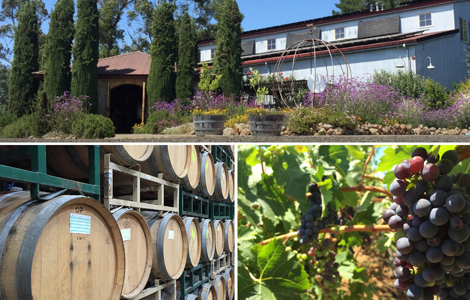 collage, stacks of wooden barrels for aging wine, purple grapes on vines, front entrance of cellar, garden, clear sky