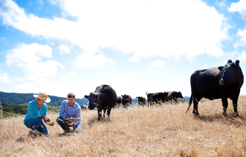 two farmers kneeling in grassy field surveying soil, seven nearby cows, clouds overhead, clear sky
