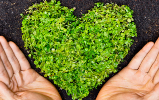heart made of sprouts, placed on fresh, moist soil, two hands, palms up, one on each side of heart