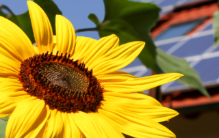 up close view, vibrant sunflower and leaves, rooftop solar system and single family home in background