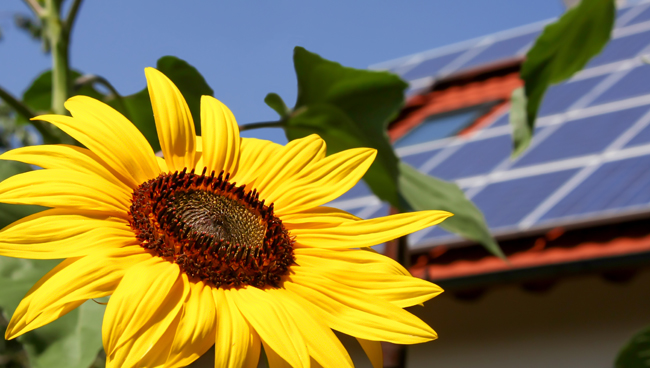 up close view, vibrant sunflower and leaves, rooftop solar system and single family home in background