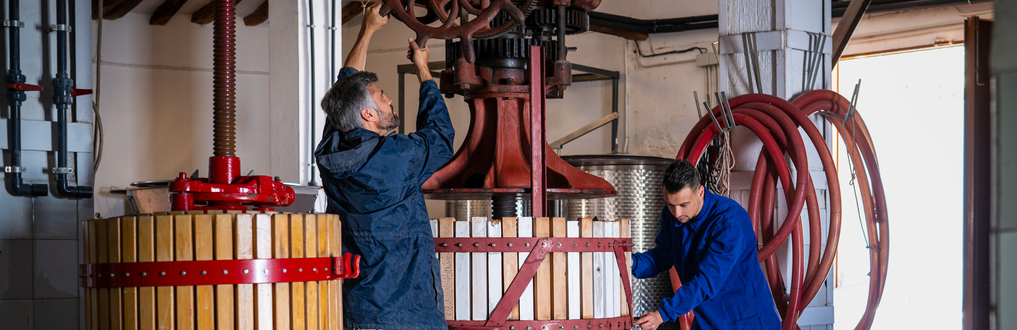 two workers adjust and prepare two manual wine press machines inside wine cellar, daytime, sun shining through entrance