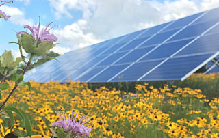 New California solar projects require planting pollinator friendly plants at solar farms to help save the bees
