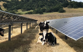 MCE local solar power project, cows sitting between solar panels on solar farm