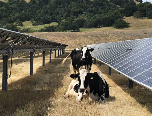 The Role of CCAs in Creating a Clean Energy Future