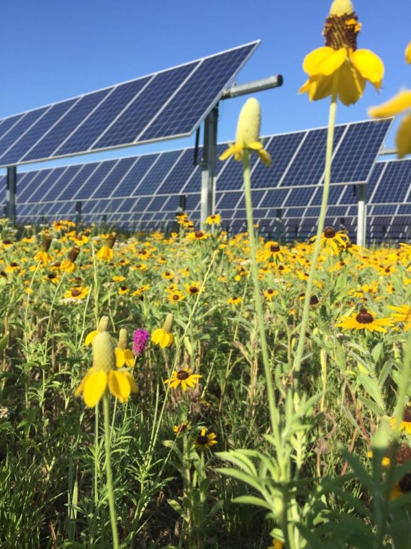 pollinator friendly solar, solar farms and bees, national pollinator week