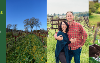 Deep Green Champion, sustainable businesses in napa, matthiasson vineyards, environmentally friendly wineries, 100% renewable energy businesses