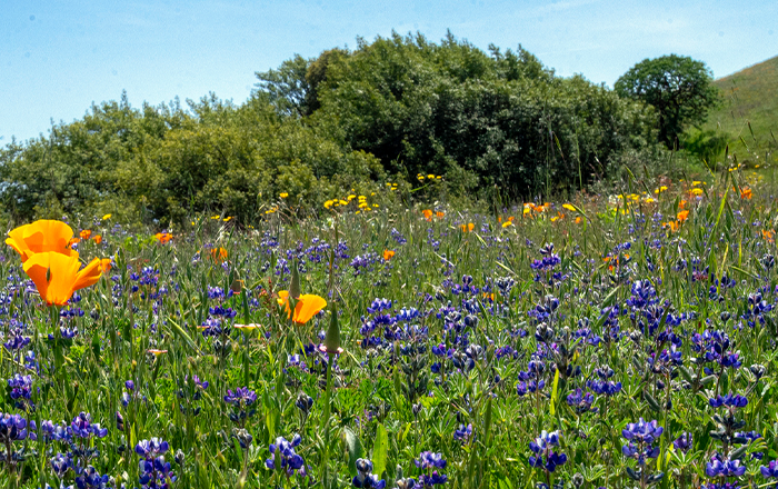 Spring meadow in San Francisco Bay Area with California poppies