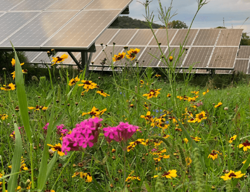 What’s the Buzz: Celebrating World Bee Day with Pollinator-Friendly Solar